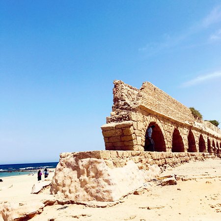 Логотип мода Dynamic Trees TFC